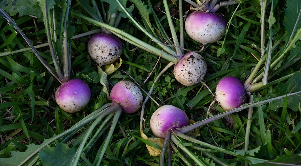 Що посадити в липні 2026: швидкостиглі та пізні овочі для повторного посіву.