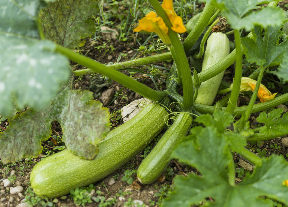 Ілюстрація з варіантами овочів, які можна посадити в липні 2026 року для повторного посіву.