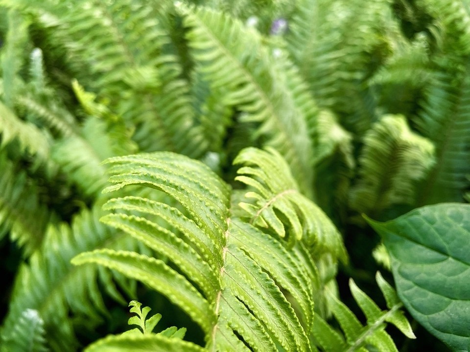 Вологість у тіньовому саду 2026: як забезпечити оптимальні умови для рослин