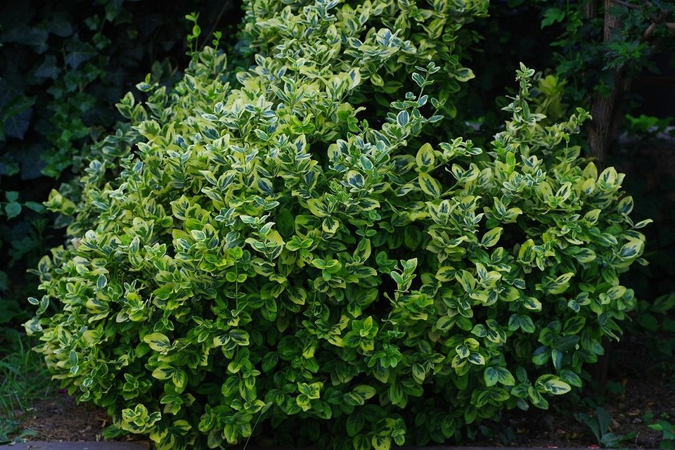 Ідеї для ландшафтного дизайну тіньового саду з використанням каменів