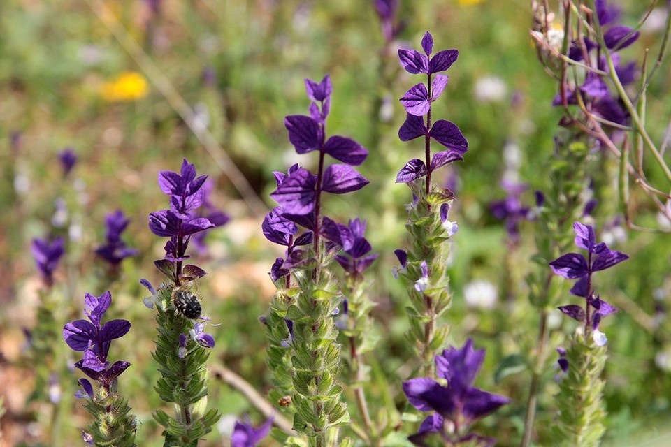 Створення квітучого оазису в тіні: тіньовитривалі квітучі рослини для саду 2026