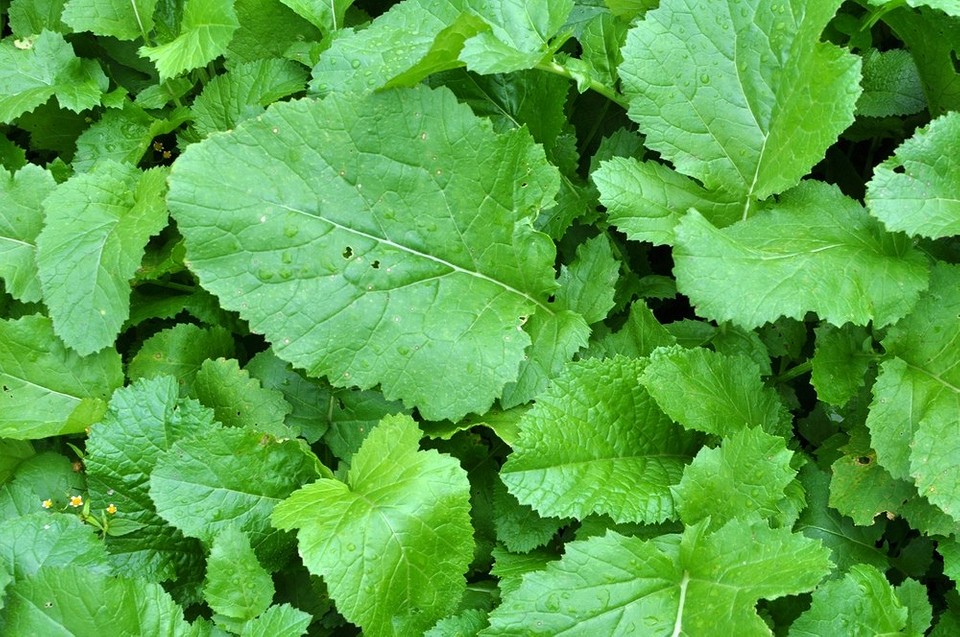 Тіньовитривалі квітучі рослини для саду 2026: різноманіття кольорів у затінку