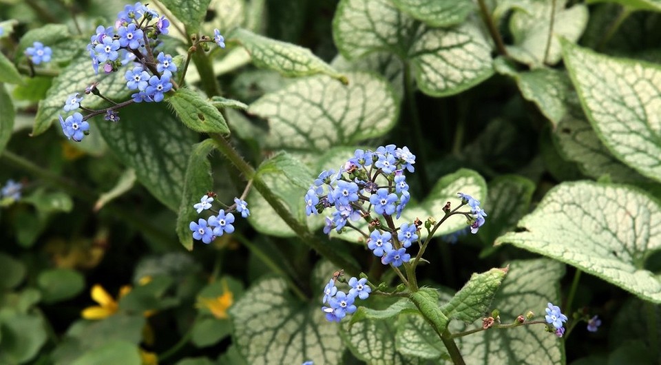 Різноманітні тіньовитривалі рослини для саду, зелений оазис у тіні