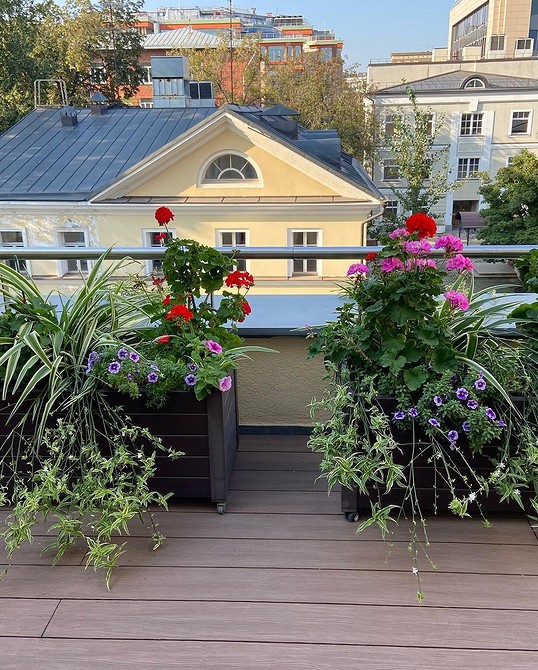 Різноманітні квіти у вазонах, ідеальні для балкону, включно з фуксією, 2026 рік.