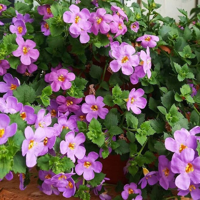 Різноманітні квіти для саду, у вазонах на балконі. Створення райського куточка своїми руками.