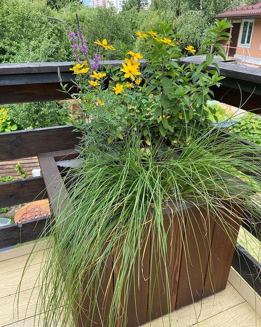 Квіти фуксії у вазонах: пишне та елегантне цвітіння на вашому балконі.