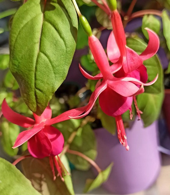 Квіти в горщиках на балконі: створення затишного куточка для відпочинку 2026.