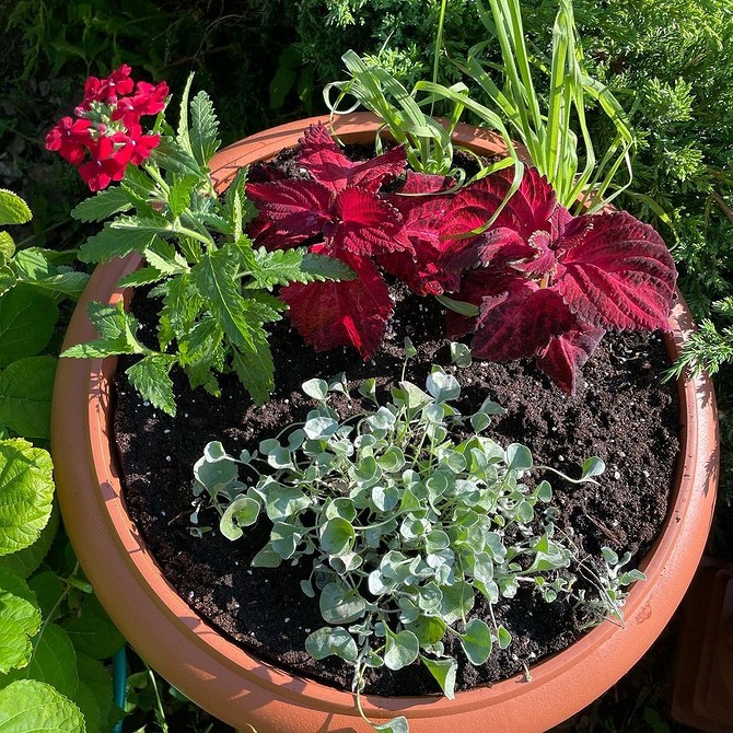 Квіти для маленької квартири у вазонах: компактні та красиві рослини.