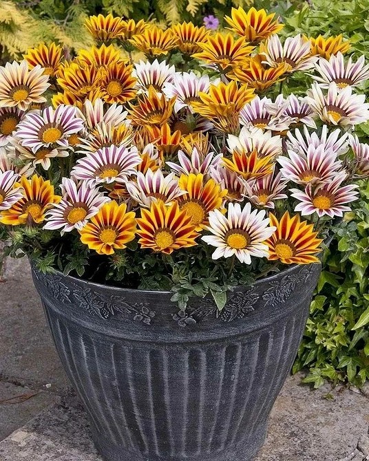 Різноманітні квіти для контейнерного саду на балконі, квітучий балкон 2026