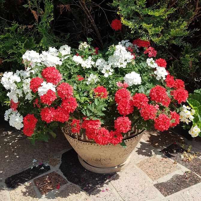 Ідеї для маленького саду: квіти у вазонах на балконі, компактне рішення