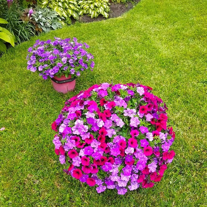 Яскраві квіти у вазонах, літня композиція для балкону та тераси