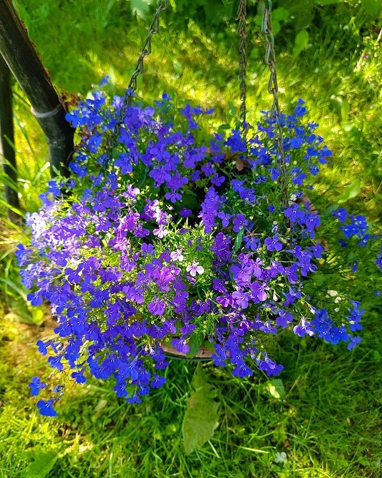 Різноманітні садові квіти у вазонах, прикрашають балкон. Квітучі рослини 2026 для початківців.