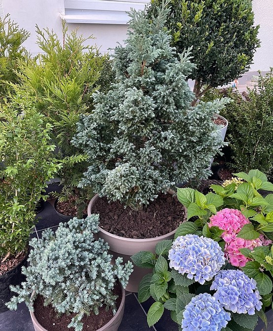 Морозостійкі квіти у вазонах для балкону: вибір рослин для 2026 року.