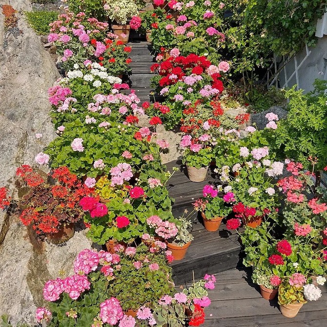 Різноманітні вазони з квітами, що створюють вертикальний сад на балконі