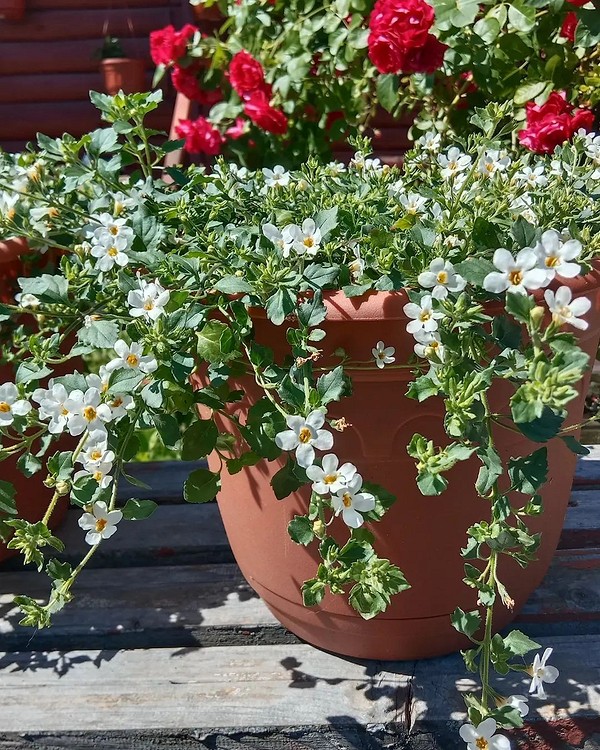 Кольорові квітучі рослини 2026 у підвісних вуличних вазонах. Оригінальний дизайн балкону.