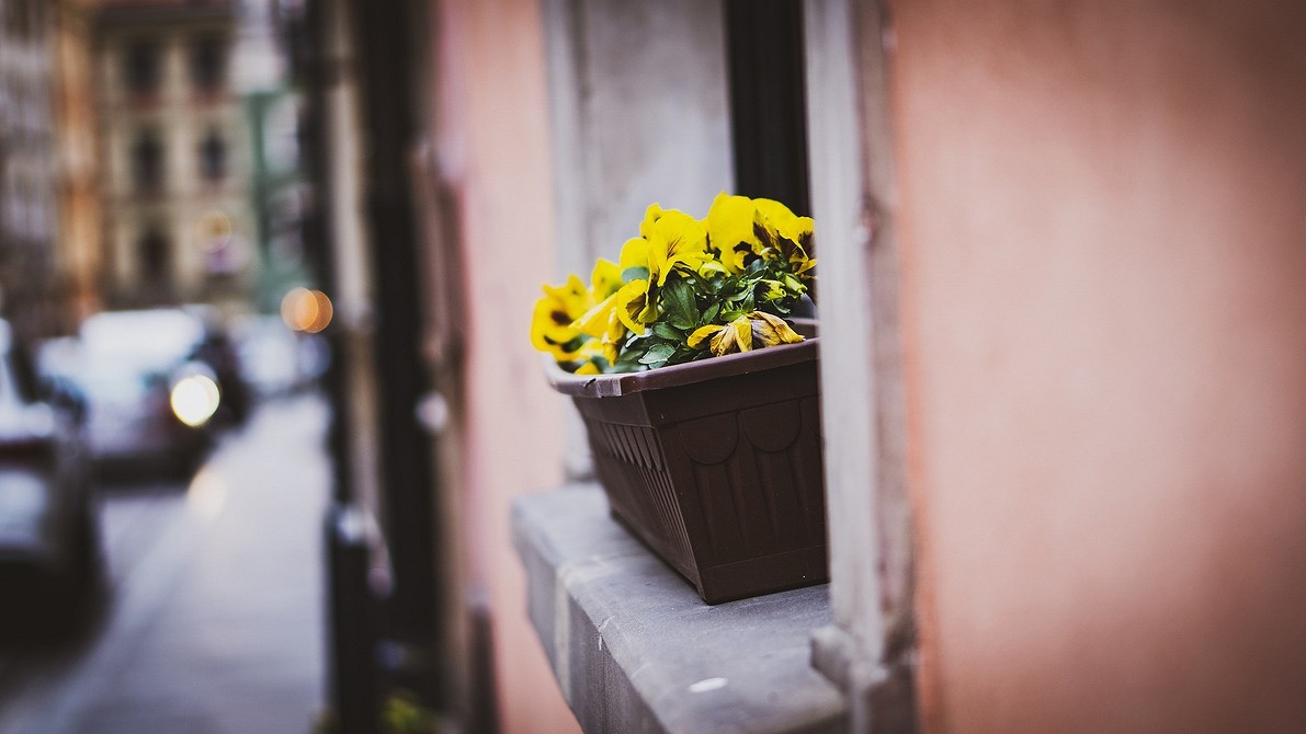 Різноманітні квіти у вазонах: ідея для створення літньої оази вдома, балконні рослини.