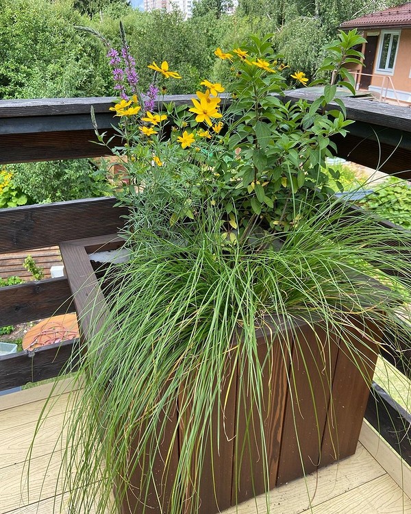 Приклади квітів, які можна посадити у вазони на балконі або в квартирі.