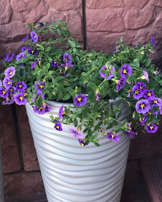 Квіти, які підходять для маленької квартири, у вазонах: вибір для обмеженого простору.