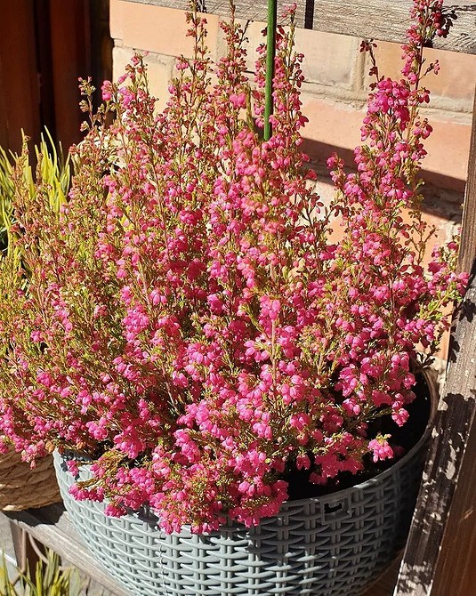 Квіти для балкону: невибагливі квіти 2026 року, які легко вирощувати у вазонах.