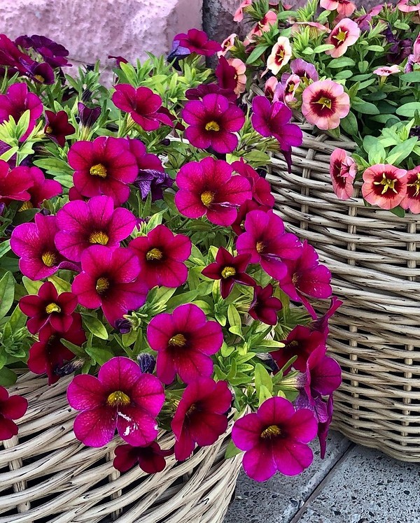 Вуличні вазони з яскравими квітами прикрашають балкон, створюючи затишну атмосферу