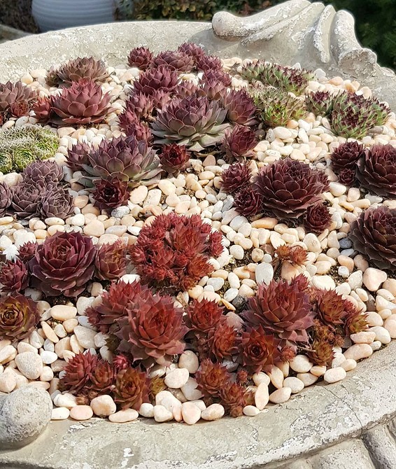 Вирощування квітів у вазонах: прості поради та рекомендації для початківців.