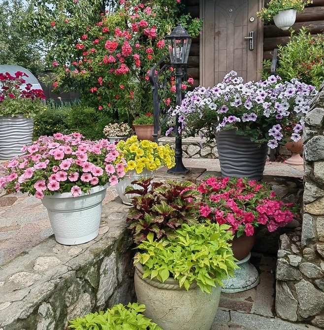 Бегонія у вазоні: тіньовитривала квітка для затишного куточка вдома