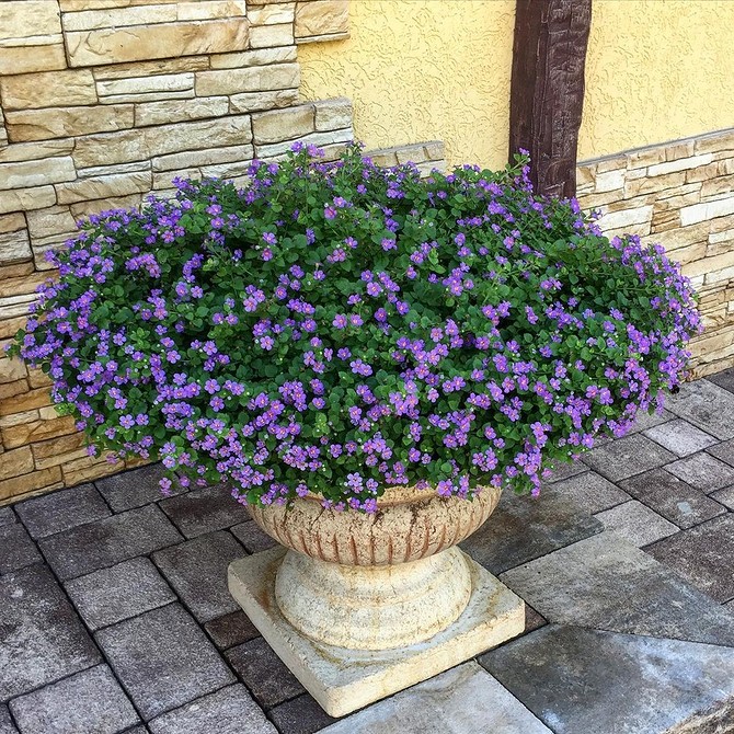 Садові квіти для початківців у вазонах. Легкий старт для створення квітучого балкону.