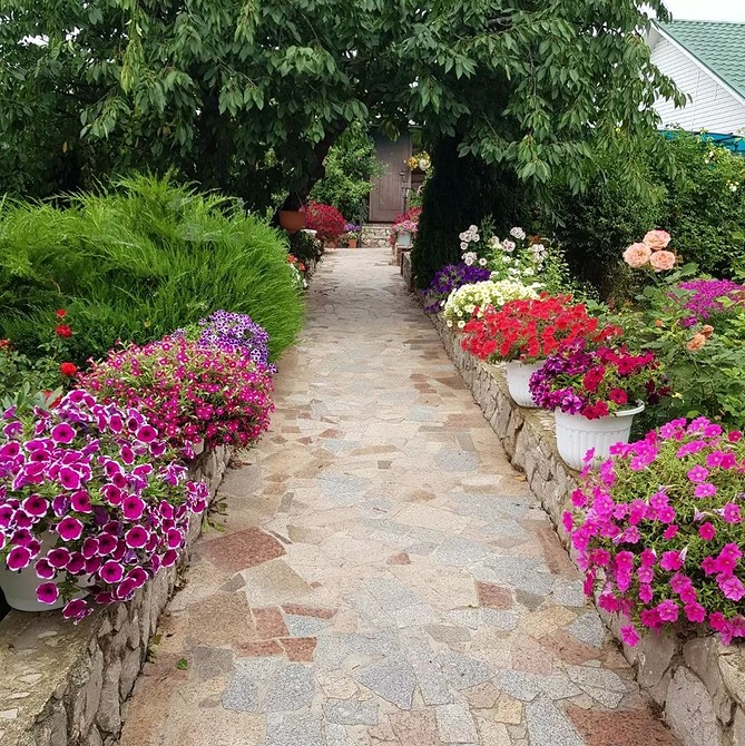 Вазони з яскравими квітами, підходящі для маленької квартири, включаючи сукуленти.