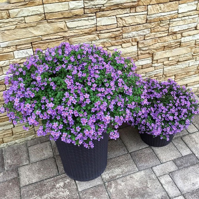 Квітучі невибагливі квіти у вазонах, ідеальні для балкону. Садові квіти для початківців.