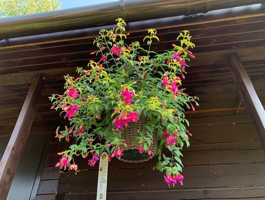 Морозостійкі квіти у вазонах, готові до зимівлі на балконі у 2026 році.