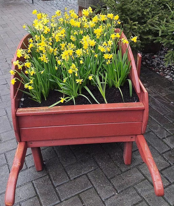 Композиція з різних видів сукулентів у вазонах на сонячному балконі