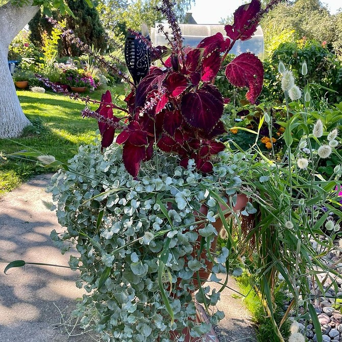 Колекція морозостійких рослин у вазонах, підготовлена до зимового періоду