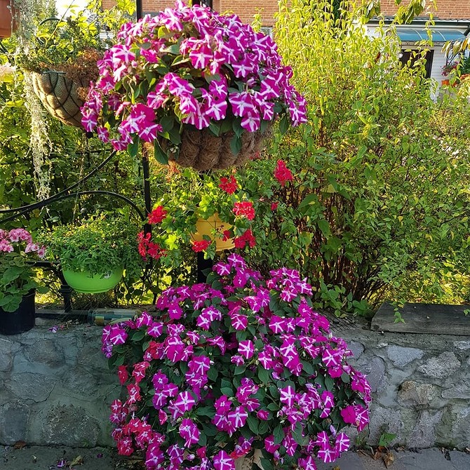 Різноманітні квіти петунії у вазонах, літня оаза на балконі чи терасі