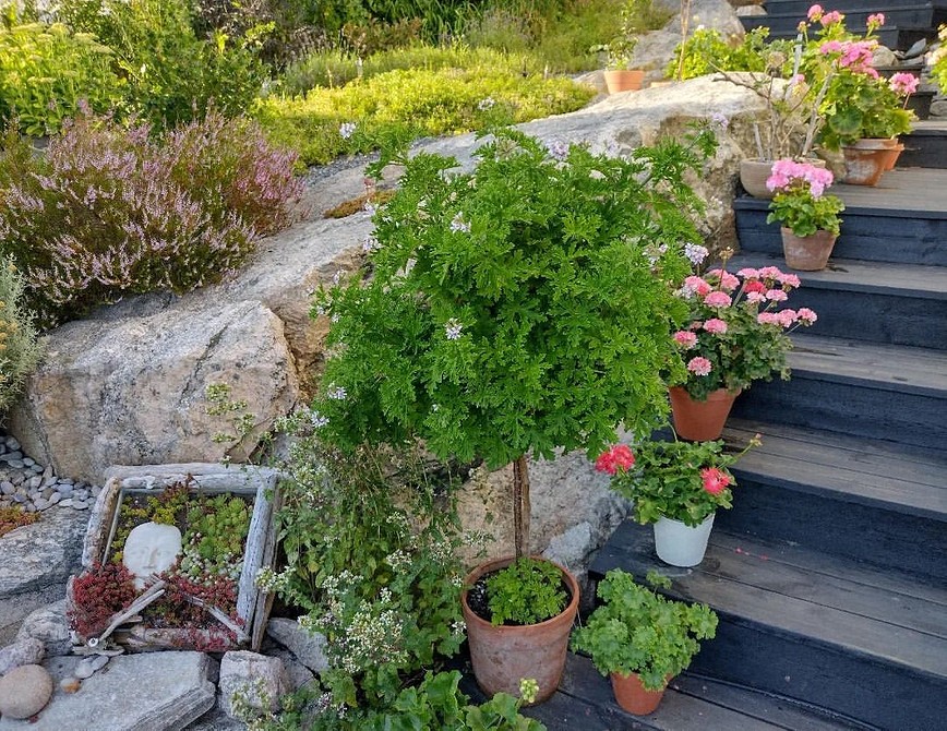 Квіти у вазонах: ідеї для озеленення балкону та квартири, вибір рослин.