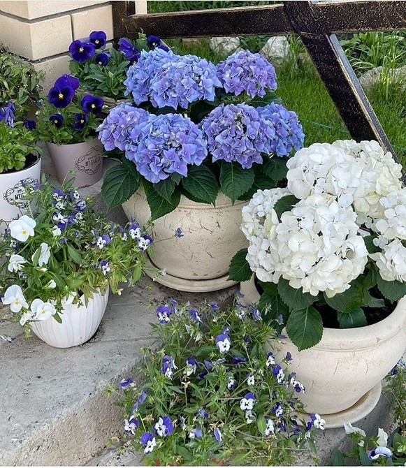 Квітучі рослини 2026 у вуличних вазонах, створюючи райський куточок на вашому балконі.