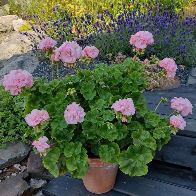 Колекція невибагливих квітів у вазонах, що ідеально підходять для прикраси балкону.