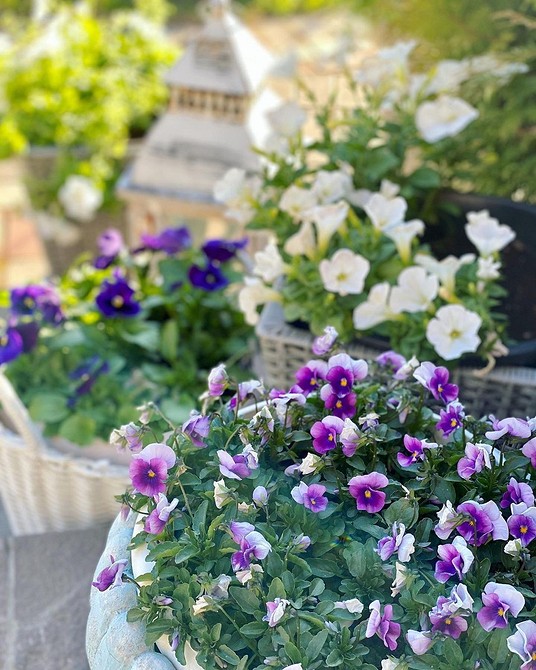 Квіти у вазонах: яскраві кольори квітів, що радують око та покращують настрій.