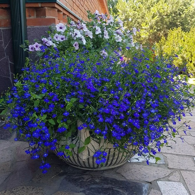 Різноманітні квіти для саду, посаджені у великі вуличні вазони. Квітучі рослини 2026.