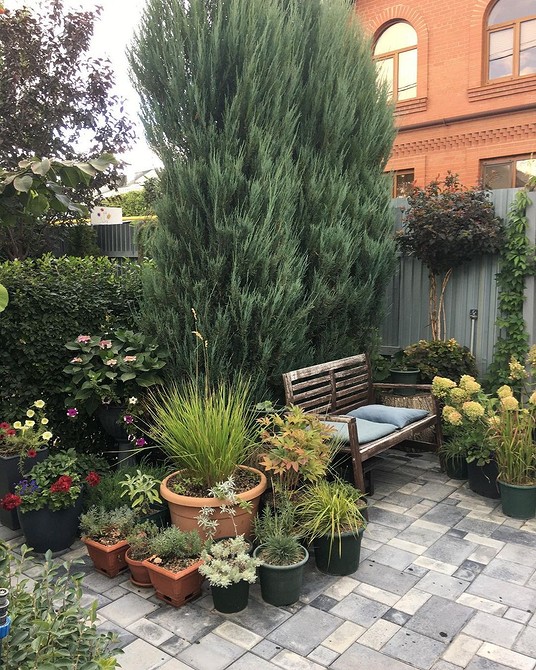 Квітучі рослини у вазонах: насолоджуйтесь цвітінням на вашому балконі.