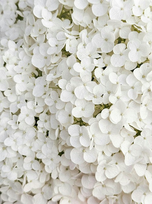 Квіти для саду, що ростуть у вазонах, чудовий спосіб додати кольору та життя на балкон.