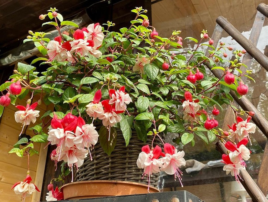 Ідеї для посадки квітів у вазони: яскраві кольори та зелень на балконі.