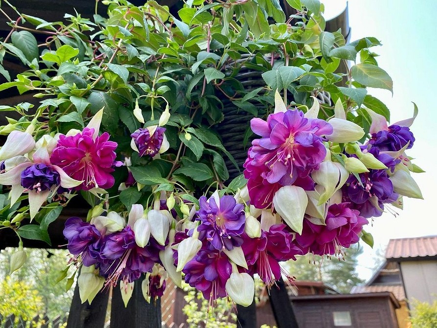 Колекція красивих квітів у вазонах для прикраси вашого дому та балкону.