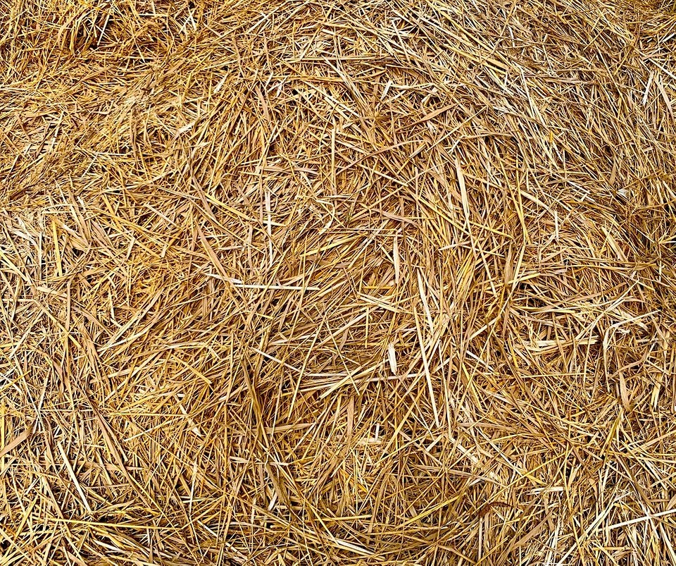 Як утеплити будку для собаки взимку: поради щодо вибору матеріалів