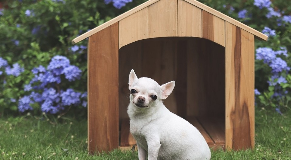 Варіанти зимової підстилки для будки: затишок та тепло для собаки