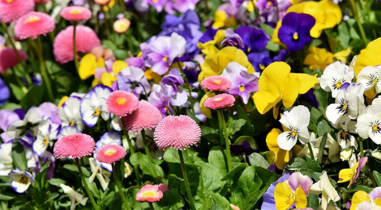 Квітучий сад наступного року: що посадити в серпні вже сьогодні. — Багаторічні рослини посадка 2026