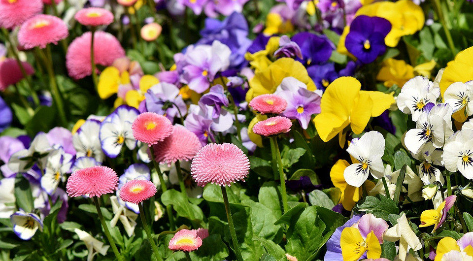 Посадка багаторічних квітів у серпні для квітучого саду наступного року.