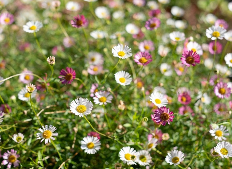 Легкий догляд за садом: вибираємо невибагливі та квітучі рослини.