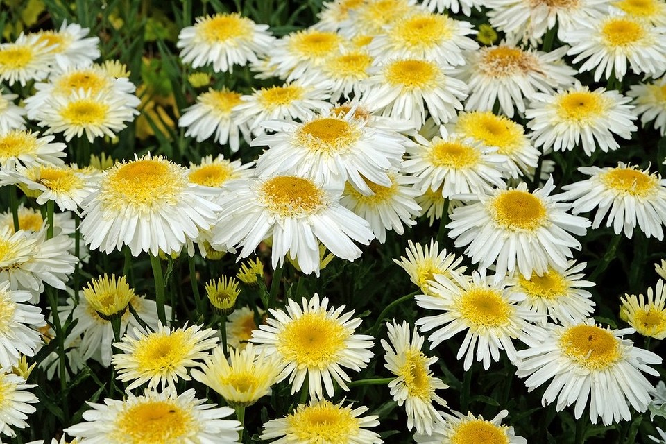 Багаторічні квіти, стійкі до засухи, для безпроблемного саду до 2026 року.