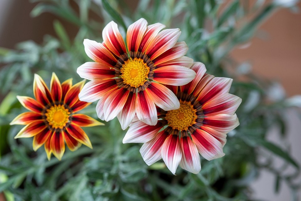 Садові квіти, що квітнуть все літо, створюючи яскраві кольорові акценти.