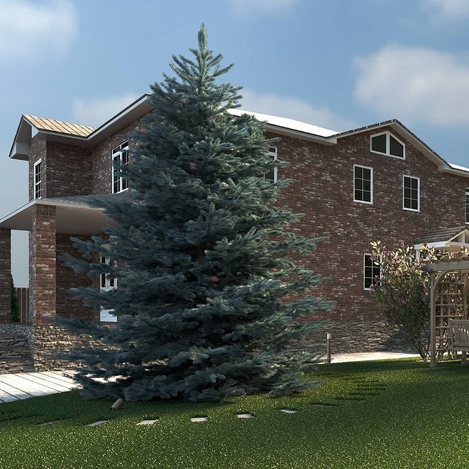 Невибагливі хвойні рослини, зокрема ялини, в ландшафтному дизайні саду.